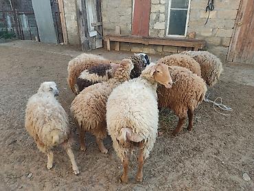 Quzu: Erkey qoyunlar 8 eded hamsi erkeydi — 3