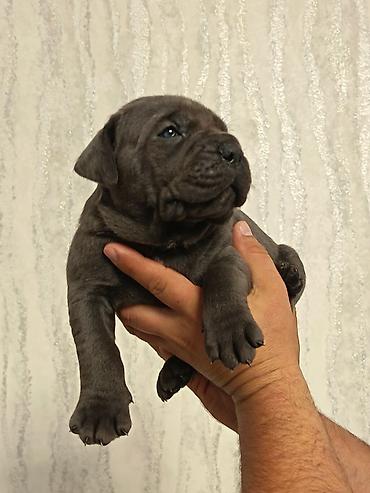 it evleri: Kane-Korso, 1 ay — 2