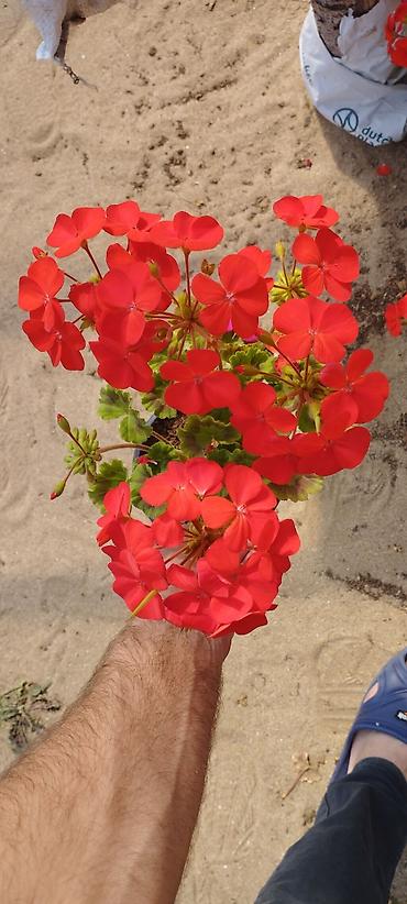 Otaq bitkiləri: Geran zonali Topdan və pərakəndə satış 🌹Hər növ sərfəli dekorativ — 5