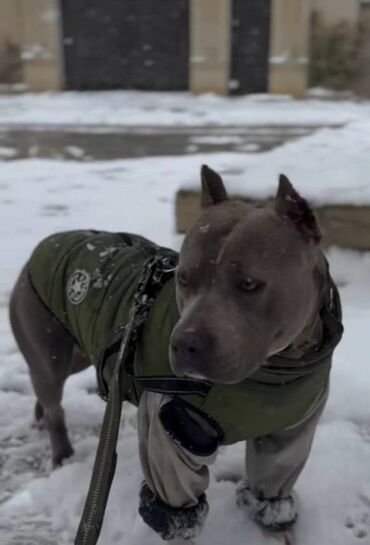 İtlər: Staffordşir bulterier, 2 il, Dişi, Peyvəndli -da lalafo.az — 10 İtlər: Staffordşir bulterier, 2 il, Dişi, Peyvəndli — 10