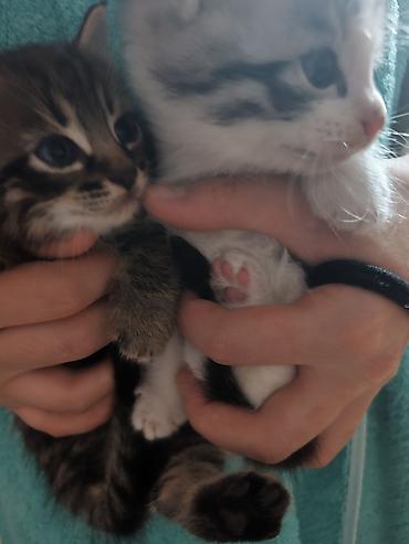 Котята, 2 малыша из одного помёта: - Окрас: один тигровый табби с