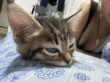 кошки бишкек купить: Отдам котенка! котенок женского пола, у себя держать не можем, поэтому — 3