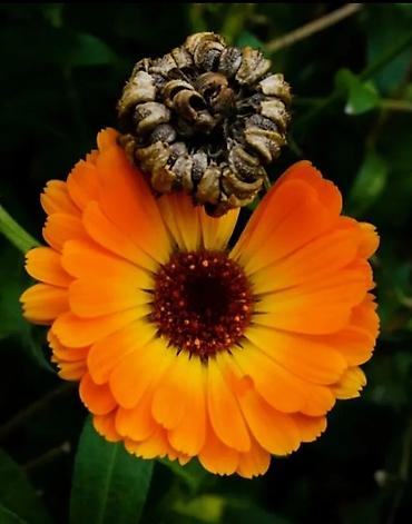 Томат: Семена томата «Гигант мясистый» (розово‑красный бифтомат, салатного — 7