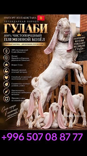 Продам с/х животных: Продаю | Козёл (самец) | Для разведения | Осеменитель — 1