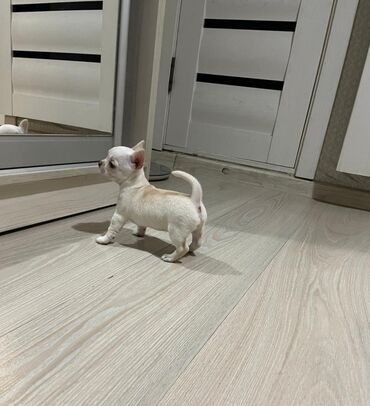 белый маленькие собаки цена: Продаётся девочка породы Чихуахуа. С родословной-2 месяца, шустрая