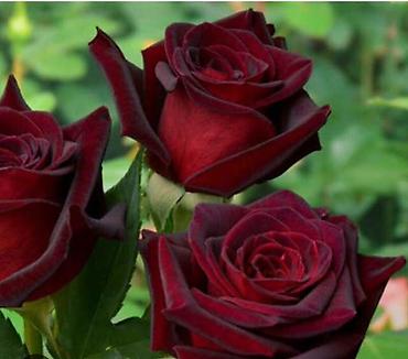 Роза: Саженцы — 4