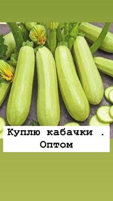 яблоко оптом: Кабачки Оптом