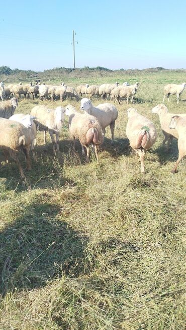 Qoyunlar, qoçlar: Qoyun sürüsü – ət və süd istiqamətli yerli cinslər - Şəkillərdə geniş -da lalafo.az — 6 Qoyunlar, qoçlar: Qoyun sürüsü – ət və süd istiqamətli yerli cinslər - Şəkillərdə geniş — 6