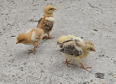 bakida cins ineklerin satisi: Toyuq cücələri, Damazlıq — 1