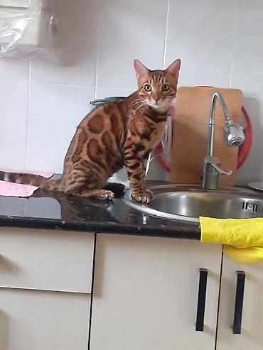 Продажа кошек: Бенгал на вязку Особенности: - Крупные выразительные глаза, широкие — 2