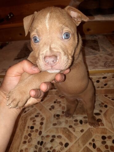 İtlər: Pitbul, 1 ay, Dişi, Sənədli, Ünvandan götürmə