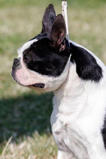 ovcar kuce: Boston terrier zreli muzjak 2,5 godine odlicnog karaktera i porekla — 3