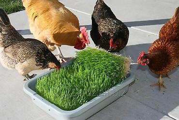 Микрозелень: Гидропоника, корм для скота (зелень пшеницы и ячменя) Цена договорная — 7