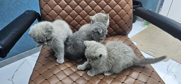 Pişiklər: Erkək, Yaxşı əllərə, Rayonlara çatdırılma — 9