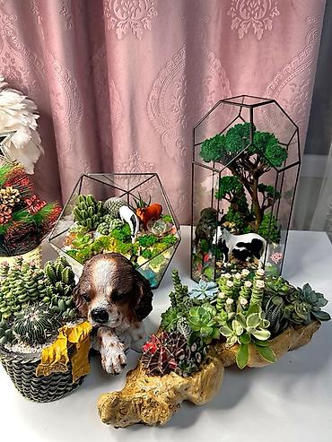 лед зеркало с подсветкой: Маленькие зелёные миры 🌿
🎄 Для Нового года
📩 Уже можно бронировать — 1