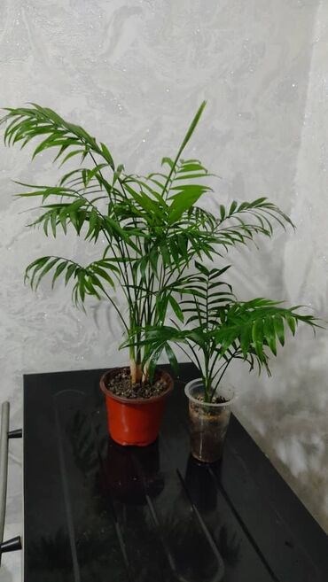 Другие комнатные растения: Продаю цветы — 11