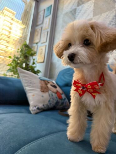 İtlər: 4 ay, Dişi, Peyvəndli, Ünvandan götürmə — 4