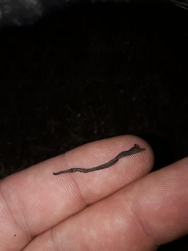 Çay: Salam.lenkeranin( ince) çayi yalniz bizde bu çay lenkeranin en — 15