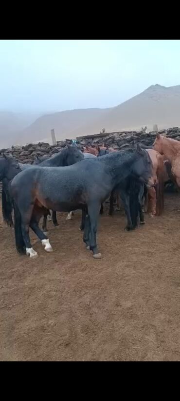 Лошади, кони: Продаю | Кобыла (самка) | Для разведения | Племенные — 9