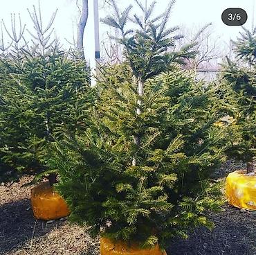 Other decorative tree saplings: Пихта семёнова 6м. Пихта ещё есть от 1 метра до 5метров заказывайте — 5