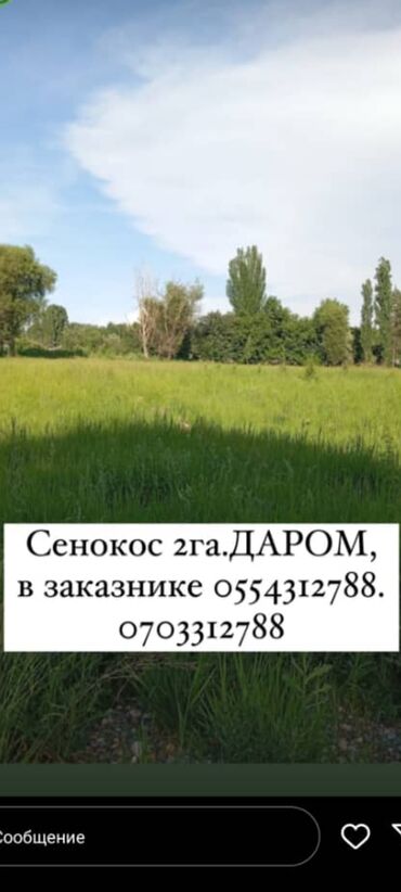 товары для сада: Сенокос 2га. ДАРОМ в Токмаке заказник. сомокос, самовывоз