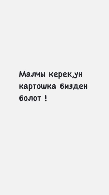 апарат песко блок: Требуется Скотник, Оплата Каждые 10 дней, Питание