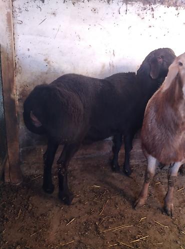 Баран, овца: Продаю | Баран (самец) | Для разведения | Племенные — 9