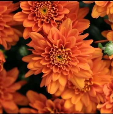 Seeds and seedlings: Hrizanteme – razne boje i oblici cveta - Vrste/boje: ružičasto-belo — 6