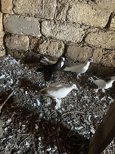goyərcin şəkli: Lələkli nişanlı quşlardı cütlərdə var içində — 4