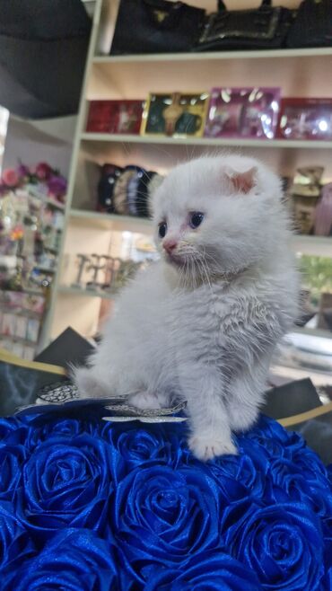 Pişiklər: Britan yastı qulaq, Erkək, Dişi, Yaxşı əllərə, Ünvandan götürmə, Pulsuz çatdırılma, Ödənişli çatdırılma — 77