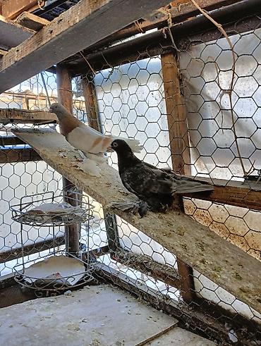 Птицы: Продаю молодых голубей 1 шт стоит пятьсот сом окончательно родители — 7