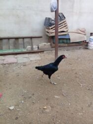 Toyuqlar: Heyratı toyuq satılır bir ədədi 60 manatdır tam sağlamdır türk sortudu -da lalafo.az — 3 Toyuqlar: Heyratı toyuq satılır bir ədədi 60 manatdır tam sağlamdır türk sortudu — 3