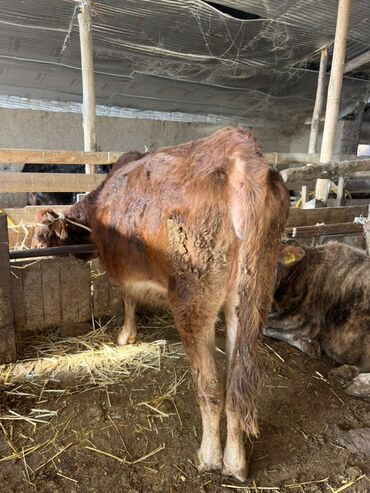 Коровы, быки: Продаю | Корова (самка) | Полукровка | На откорм | Привязанные — 9