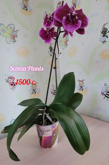 Другие комнатные растения: Продаю орхидеи