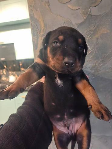 İtlər: Doberman, Pulsuz çatdırılma — 5