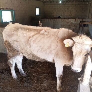 Коровы, быки: Продаю | Корова (самка) | Для молока | Привязанные — 5