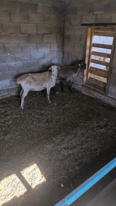 кукуруза пшеница: Сатам | Ургаачы кой (ургаачы)