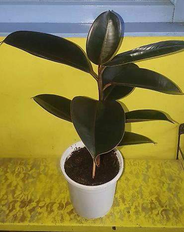 Другие комнатные растения: Продам комнатные цветы, в хорошем грунте, не тепличные, ухоженные — 3