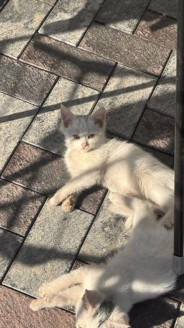 отдам котят бишкек: Кошка даром: Беспородная, 2 месяца, Мальчик, Приучена к лотку — 4