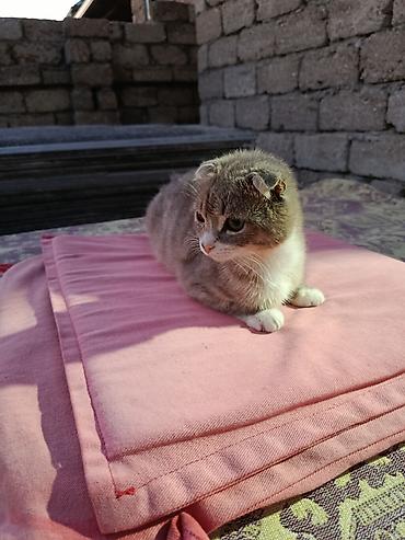 col pişiyi: Şotland pişiyidi 3ayliqdi razilasmaq olar ev terbiyesi var Vatsap — 4