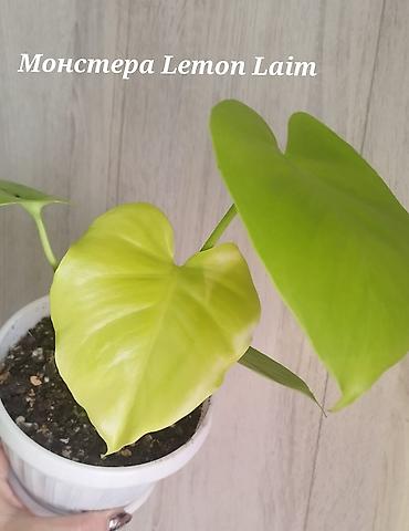 пантера котедж слив: Монстера Monstera 'Aurea Neon' / 'Lemon Lime'). Продажа!!! Монстера — 1