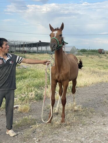 дончак лошадь: Продаю | Жеребец | Дончак | Конный спорт | Племенные