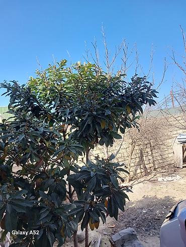 Həyət evi alıram: Satılır: Həyət evi Xüsusiyyətlər: - Hündür, beton hasarla əhatəli — 3