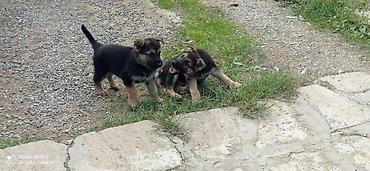 avçarka it: Alman çoban iti, Dişi — 6
