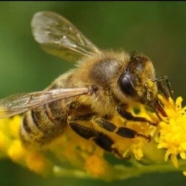 Bal: Astaranın cicək balı — 4