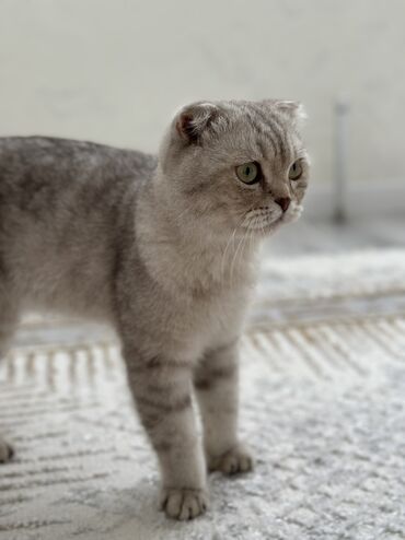 отдам в добрые руки кошку: Скотиш Фолд (Шотландиялык шалпаң кулак), 8 айлык, Эркек, Боз
