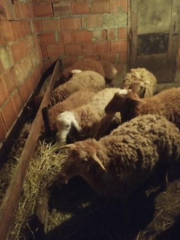 Quzu: 7disi 1erket 270 manat reyal alıcıya endirim olacaq .Fikri ciddi olan — 3