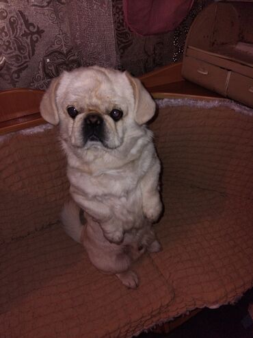 Продажа собак: Щенок декоративной породы, кремово-белый окрас, миниатюрный формат — 5