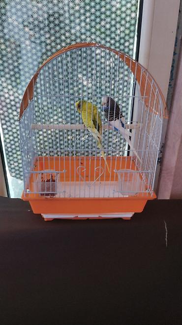 bulbul qefesi: Watsap elaqe qwfes qarisiq 45 cutler Bülbül qəfəsi və 2 dalğıç (büdcə — 2