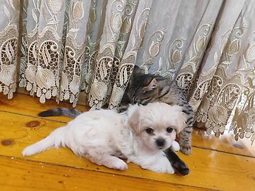 Pekines, 1 ay, Dişi, Ödənişli çatdırılma